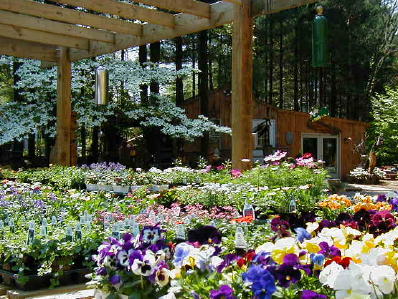 Spring Annuals